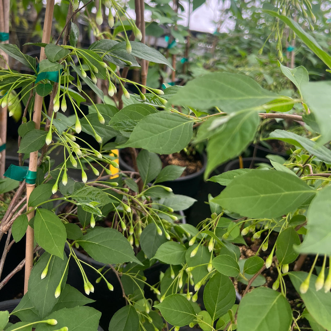 Styrax japonicus 'Fragrant Fountain' ~ Fragrant Fountain Japanese Snowbell-ServeScape