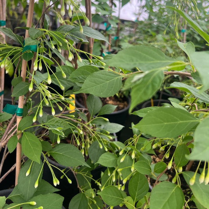 Styrax japonicus 'Fragrant Fountain' ~ Fragrant Fountain Japanese Snowbell-ServeScape