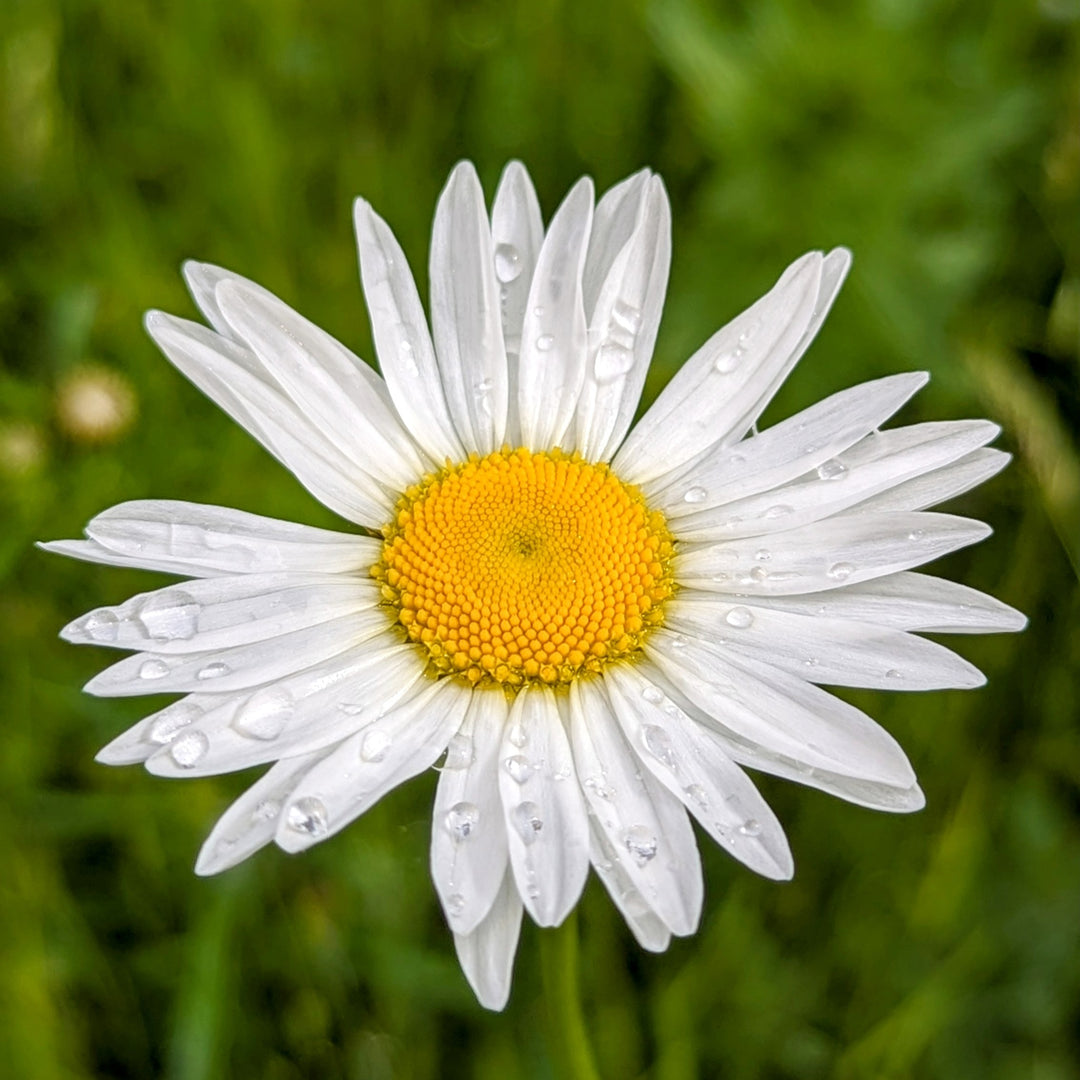 Leucanthemum x superbum 'Sunrimaiapy' ~ Make My Daisy™ Happy Shasta Daisy-ServeScape