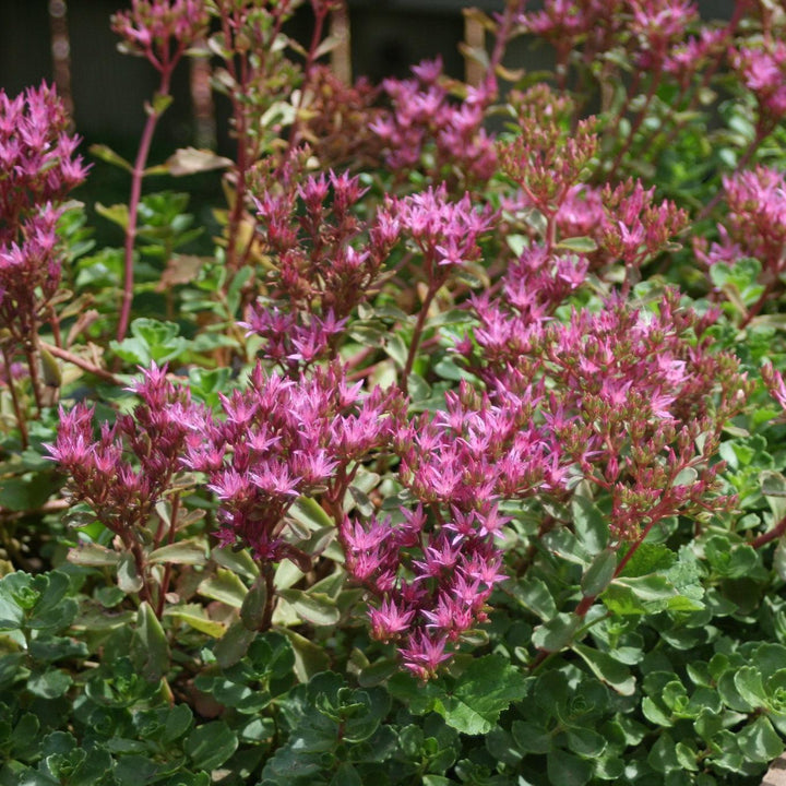 Sedum spurium 'Schorbuser Blut' ~ Dragon's Blood Stonecrop-ServeScape