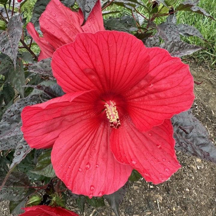 Hibiscus moscheutos 'Morello' ~ MoonShadow™ Morello Hibiscus-ServeScape