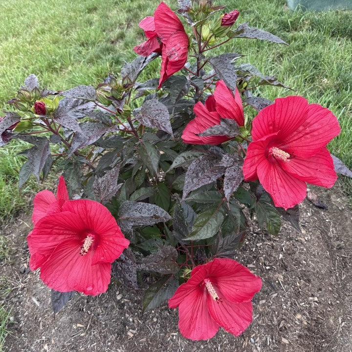 Hibiscus moscheutos 'Morello' ~ MoonShadow™ Morello Hibiscus-ServeScape
