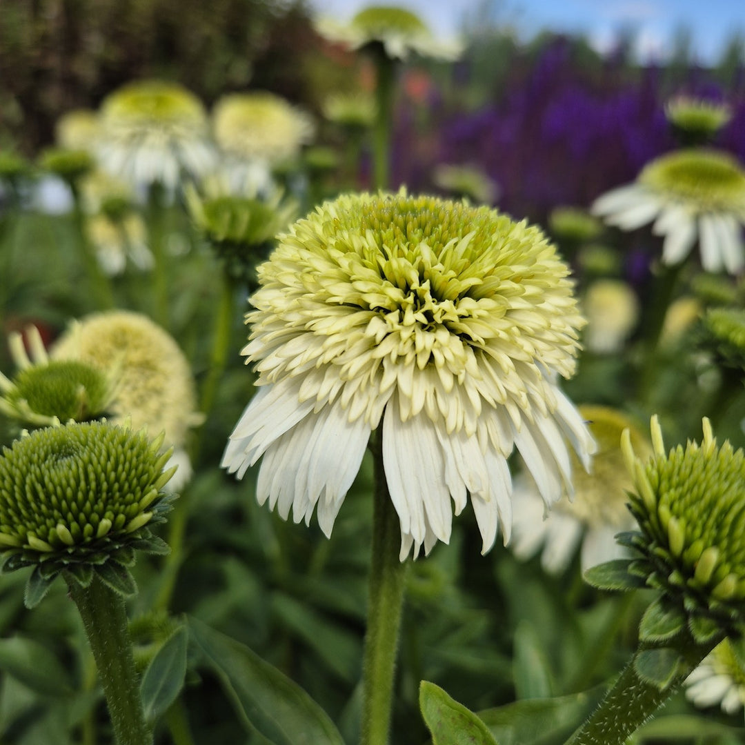 Echinacea 'Noecthree' ~ Monrovia® Delicious Nougat® Coneflower-ServeScape