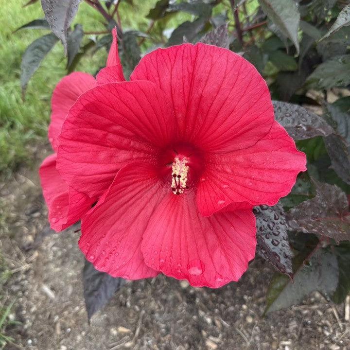 Hibiscus moscheutos 'Morello' ~ MoonShadow™ Morello Hibiscus-ServeScape