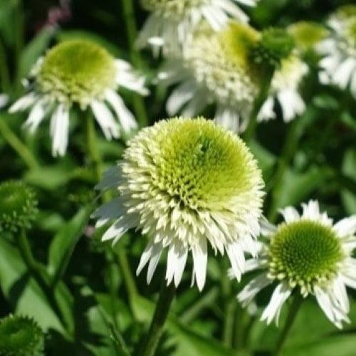 Echinacea 'Noecthree' ~ Monrovia® Delicious Nougat® Coneflower-ServeScape