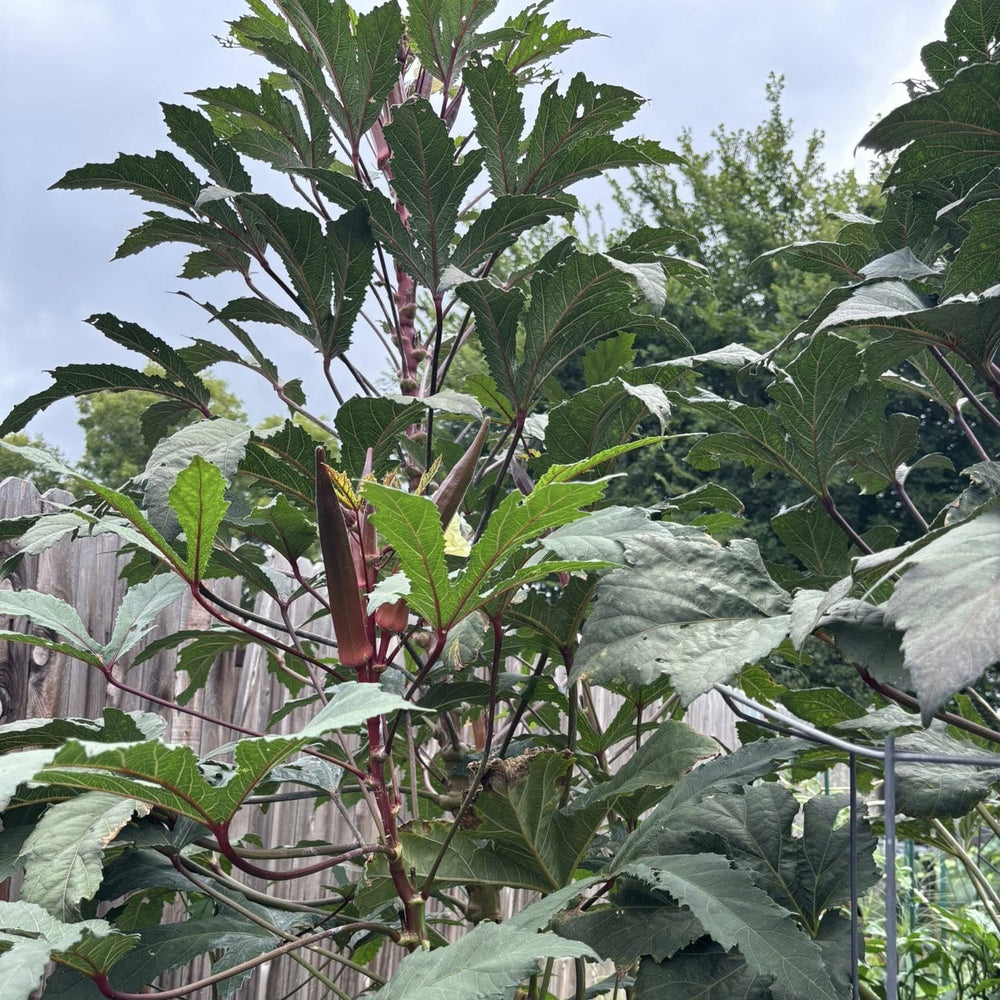 Abelmoschus esculentus 'Red Burgundy' ~ Red Burgundy Okra-ServeScape