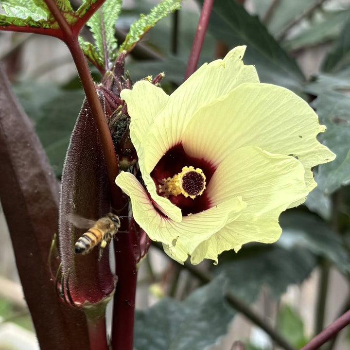 Abelmoschus esculentus 'Red Burgundy' ~ Red Burgundy Okra-ServeScape