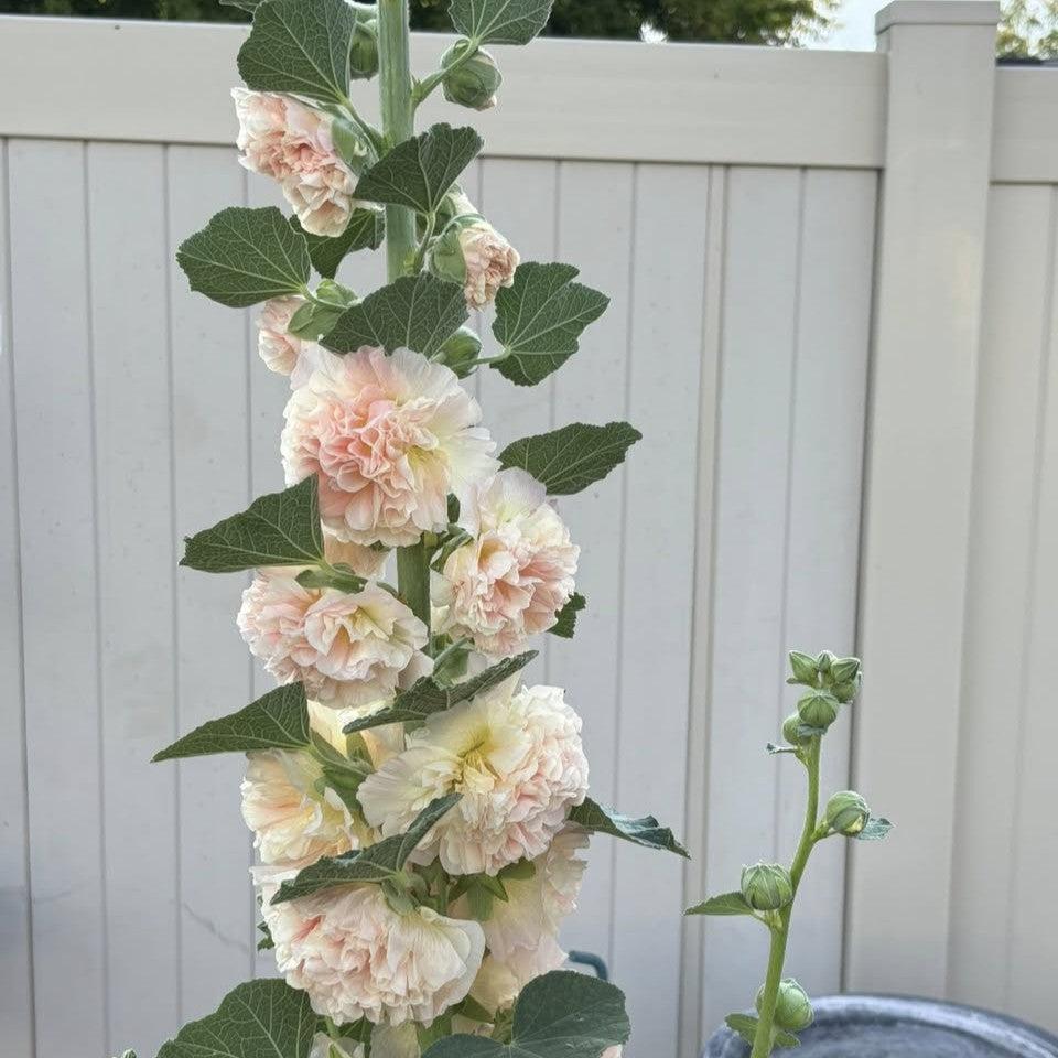 Alcea rosea 'Peaches and Dreams' ~ Peaches and Dreams Hollyhock-ServeScape