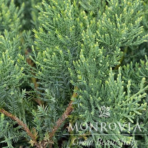 Juniperus virginiana 'Grey Owl' ~ Monrovia® Grey Owl Juniper-ServeScape