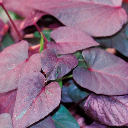 Ipomoea batatas ‘Black Hearts' ~ SolarPower™ Black Hearts Sweet Potato-ServeScape