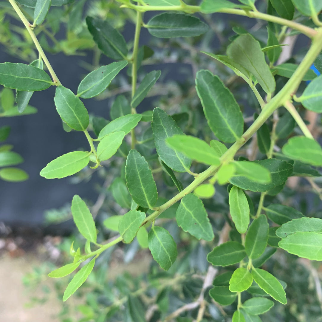 Ilex vomitoria 'Pendula' ~ Weeping Yaupon Holly-ServeScape