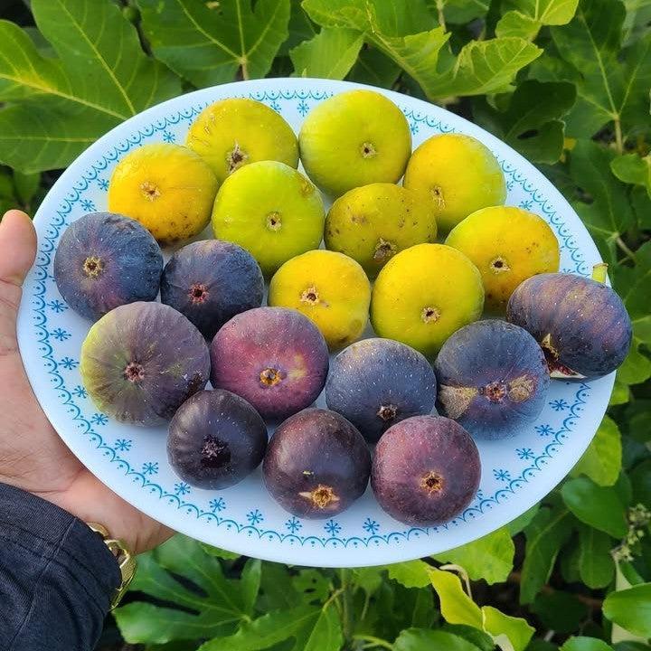 Ficus carica 'LSU Gold' ~ LSU Gold Fig-ServeScape