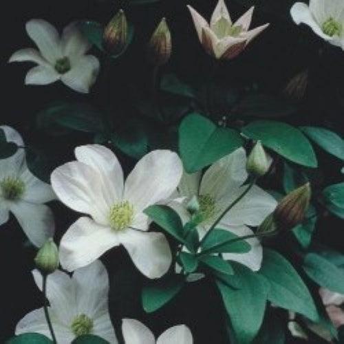 Clematis viticella 'Huldine' ~ Huldine Clematis-ServeScape
