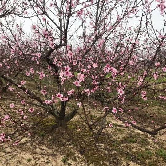 Prunus persica 'Loring' ~ Loring Peach-ServeScape