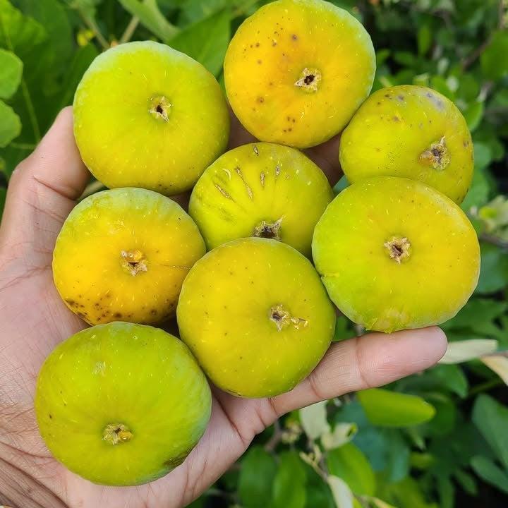 Ficus carica 'LSU Gold' ~ LSU Gold Fig-ServeScape