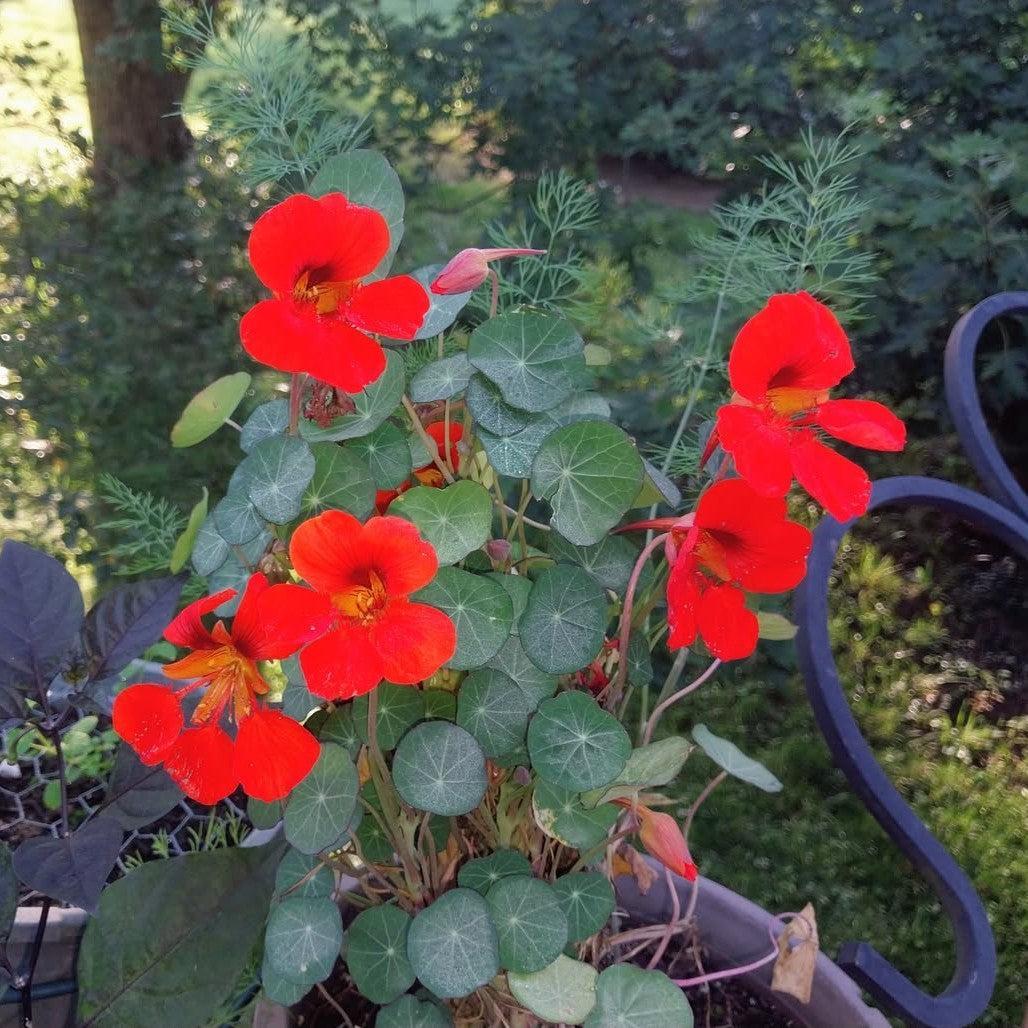 Tropaeolum majus 'Empress of India' ~ Empress of India Nasturtium-ServeScape