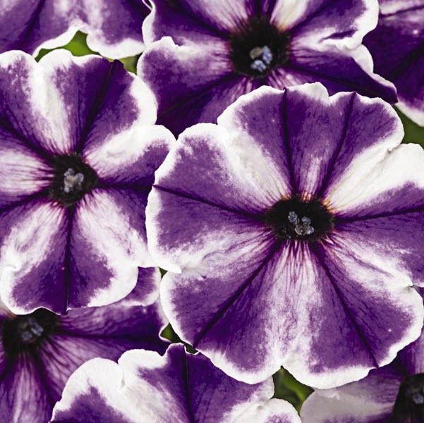 Petunia hybrid 'Wespecrablic’ ~ Crazytunia® Blue Ice Petunia-ServeScape