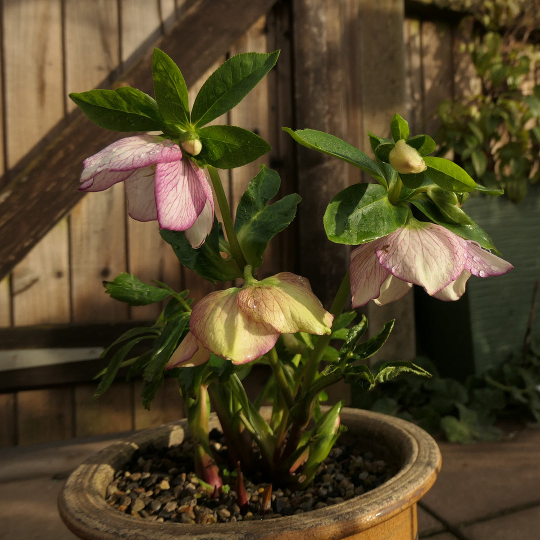 Helleborus x ericsmithii 'Winter Sunshine' ~ Winter Sunshine Lenten Rose-ServeScape