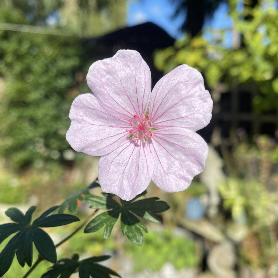 Geranium sanguineum 'Pink Summer' ~ Pink Summer Cranesbill-ServeScape