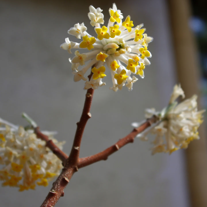 Edgeworthia chrysantha 'Winter Gold' ~ Winter Gold Paperbush Plant