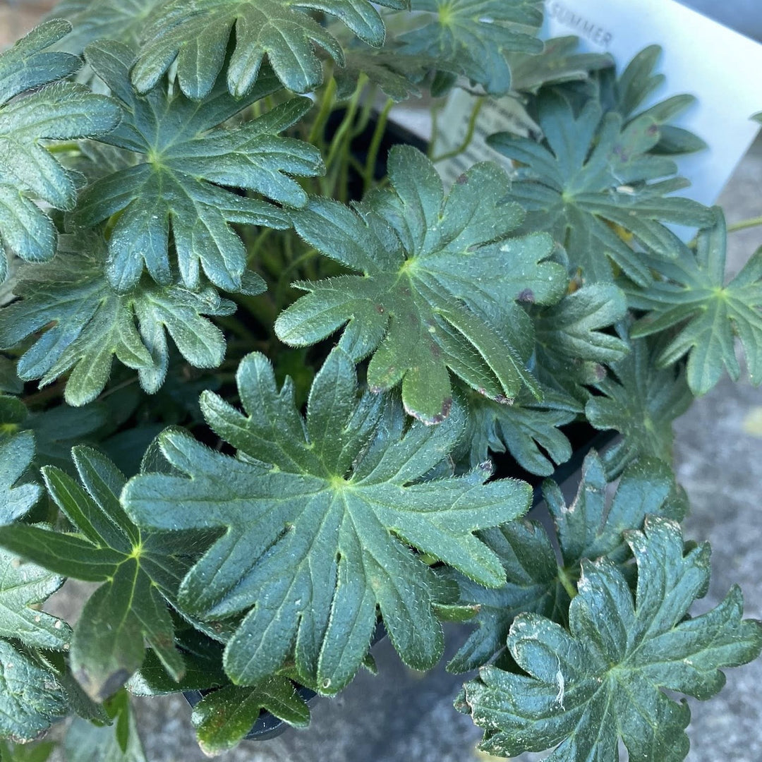 Geranium sanguineum 'Pink Summer' ~ Pink Summer Cranesbill-ServeScape
