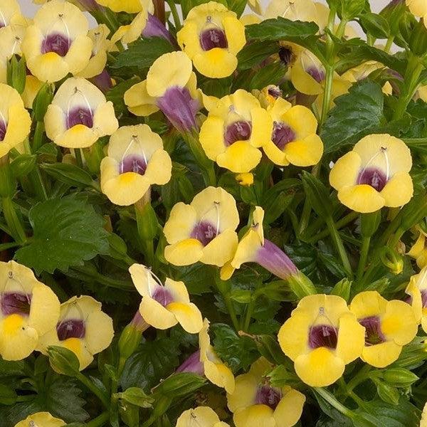 Torenia 'Yellow Moon' ~ Yellow Moon Wishbone Flower-ServeScape