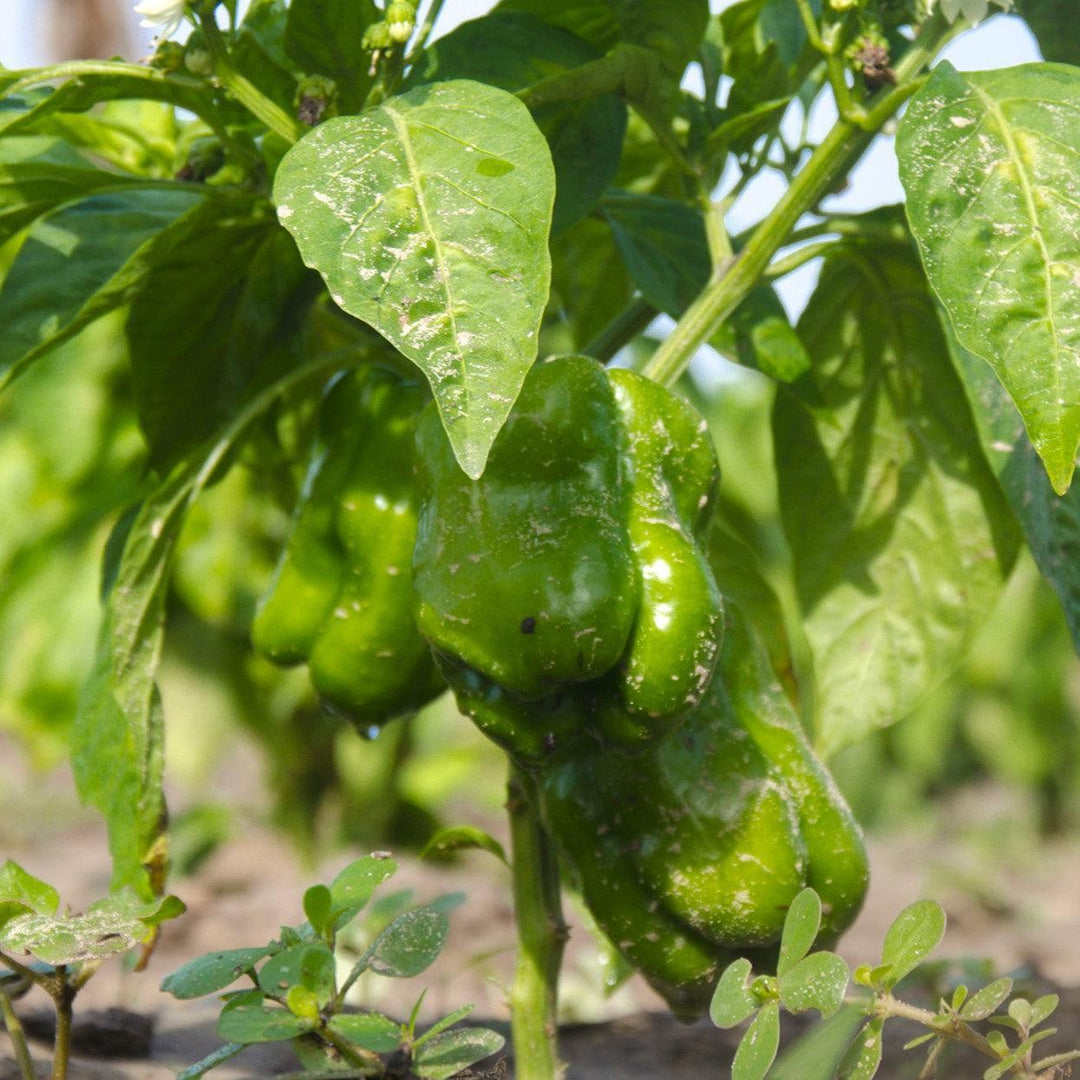 Capsicum annuum 'Jupiter' ~ Jupiter Bell Pepper-ServeScape