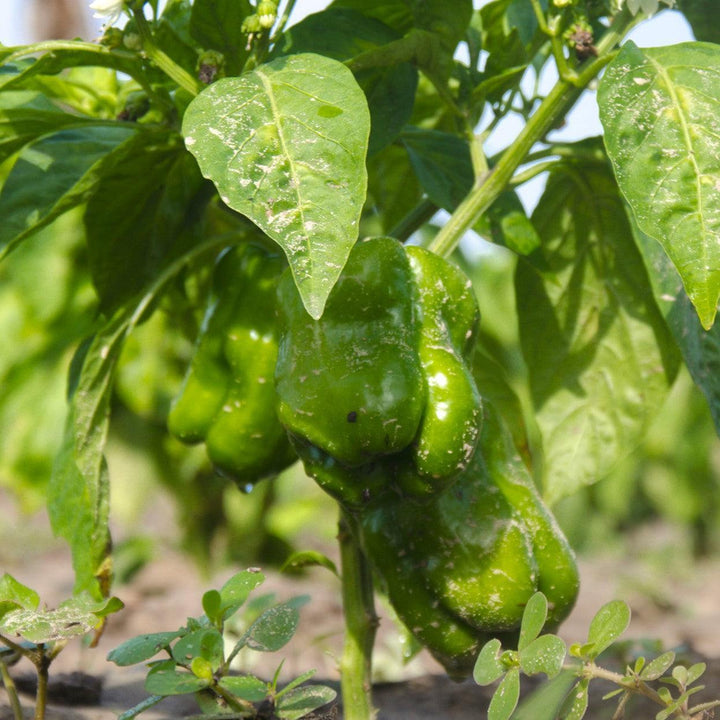 Capsicum annuum 'Jupiter' ~ Jupiter Bell Pepper-ServeScape