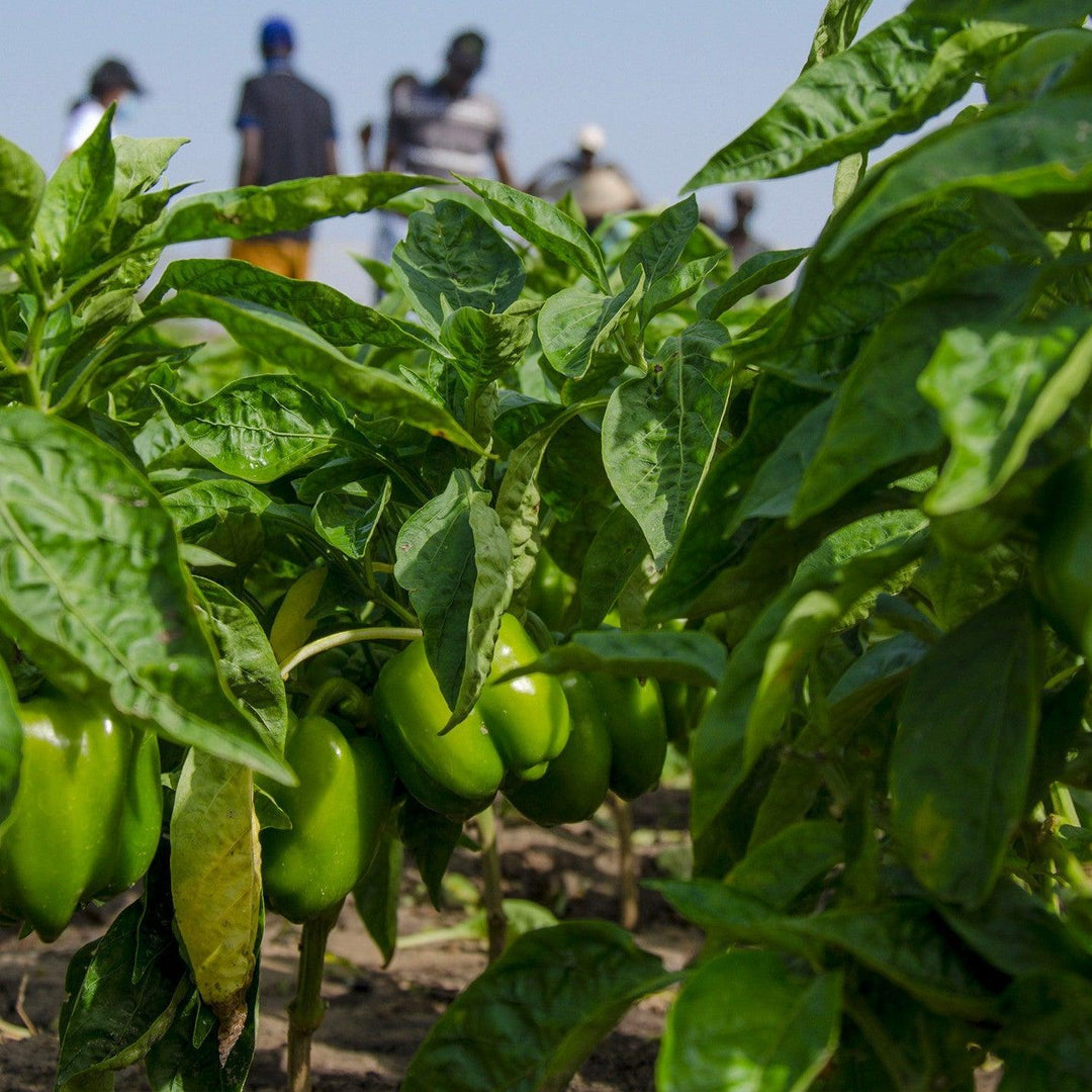 Capsicum annuum 'Jupiter' ~ Jupiter Bell Pepper-ServeScape