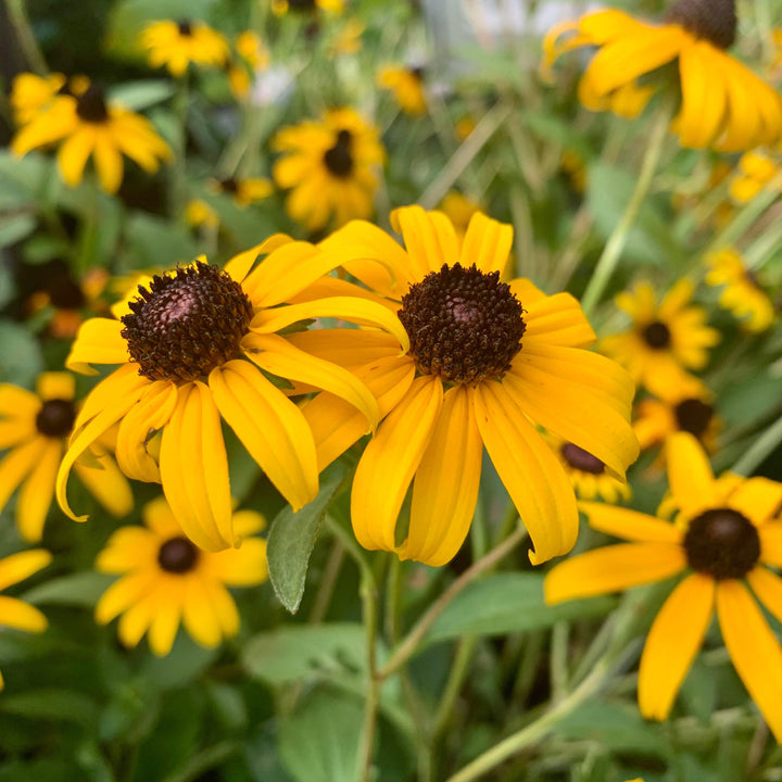 Rudbeckia fulgida 'Goldsturm' ~ Black-Eyed Susan-ServeScape