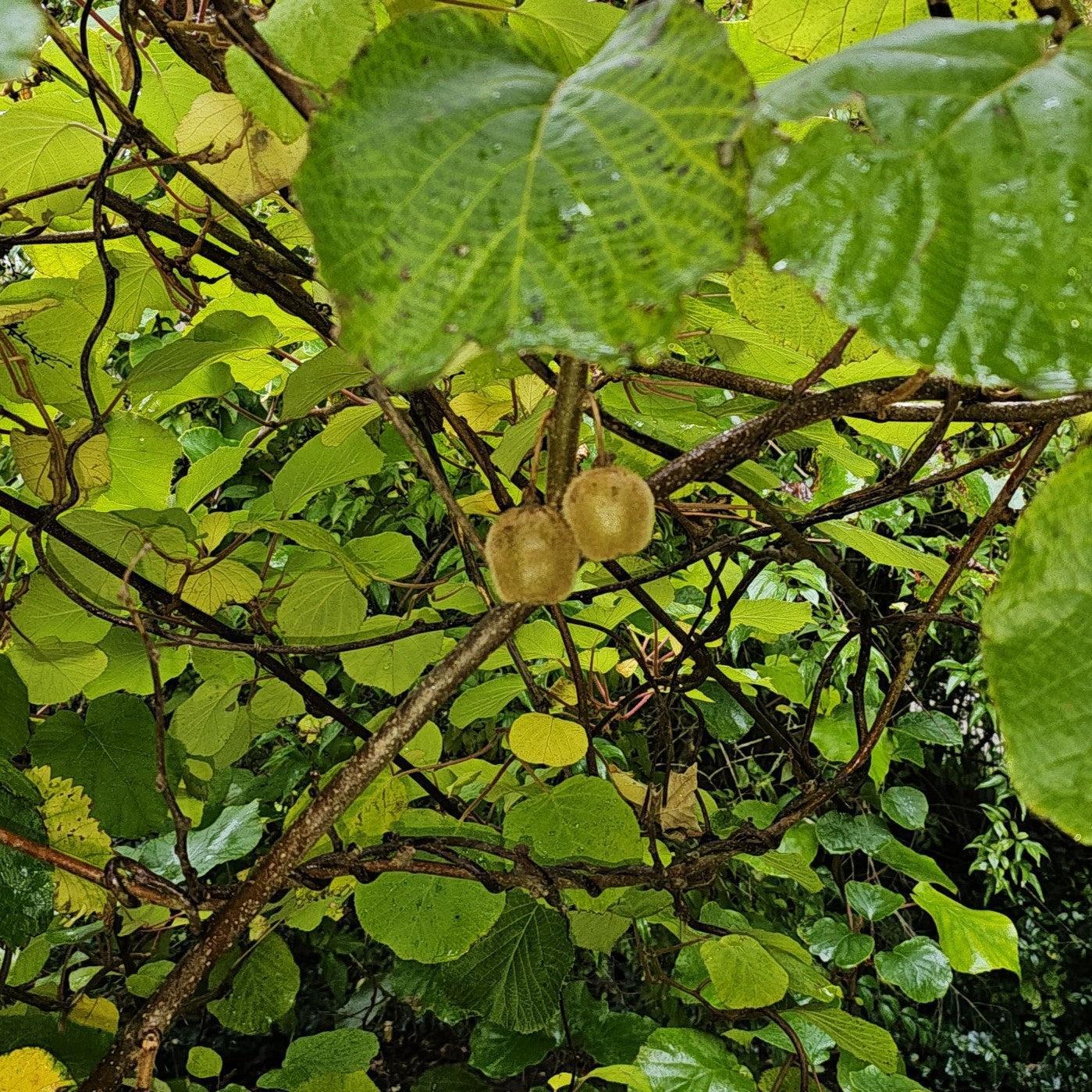 Actinidia deliciosa 'Jenny' ~ Jenny Hardy Kiwi-ServeScape