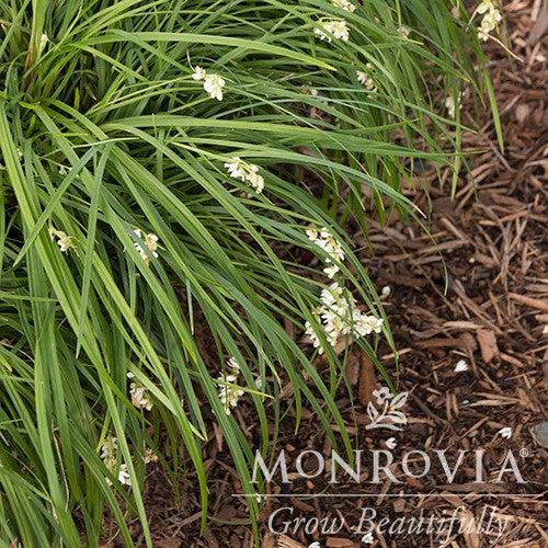 Ophiopogon formosanus ~ Monrovia® Taiwan Mondo Grass-ServeScape