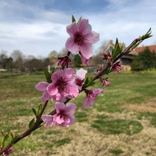 Prunus persica 'Indian Blood Cling' ~ Indian Blood Cling Peach-ServeScape