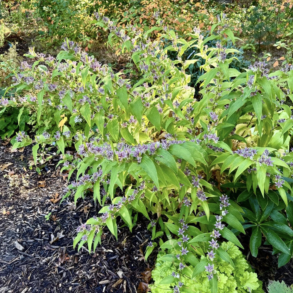 Tricyrtis hirta 'Miyazaki' ~ Miyazaki Toad Lily-ServeScape