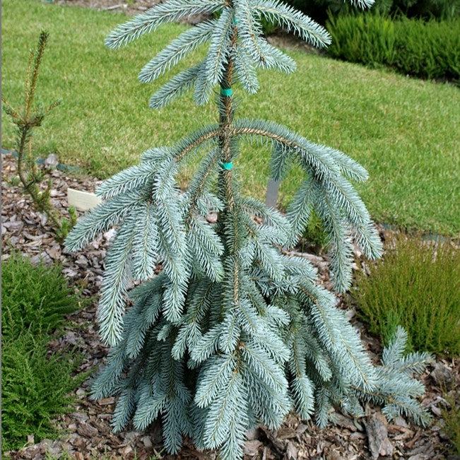 Picea pungens 'The Blues' ~ The Blues Blue Spruce-ServeScape