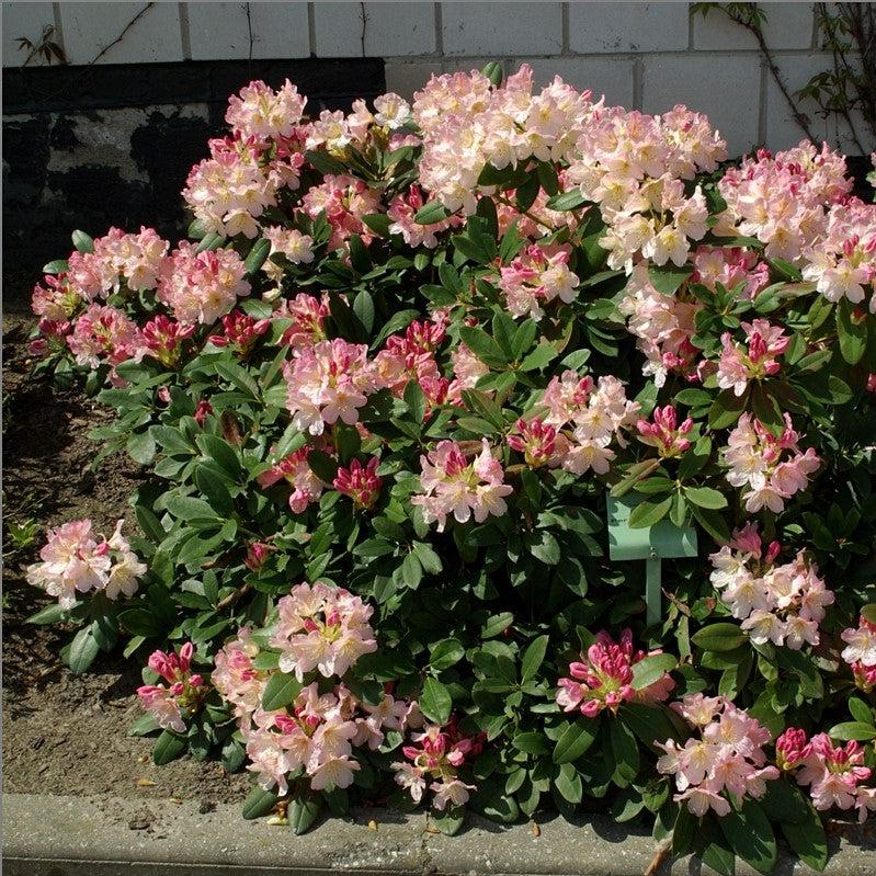 Rhododendron yakushimanum 'Percy Wiseman' ~ Percy Wiseman Rhododendron-ServeScape