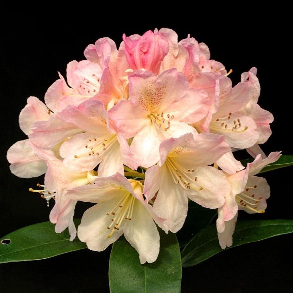 Rhododendron yakushimanum 'Percy Wiseman' ~ Percy Wiseman Rhododendron-ServeScape