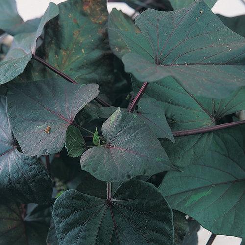 Ipomoea batatas ‘Black Hearts' ~ SolarPower™ Black Hearts Sweet Potato-ServeScape