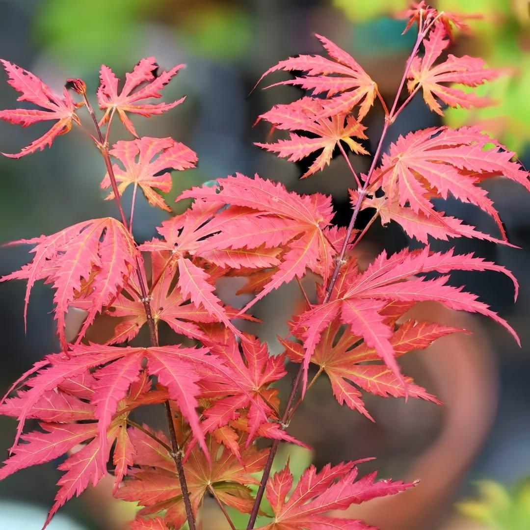 Acer palmatum 'Ariadne' ~ Ariadne Japanese Maple-ServeScape