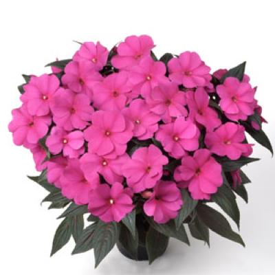 Impatiens hawkeri 'Magnum Blue' ~ Magnum Blue New Guinea Impatiens-ServeScape