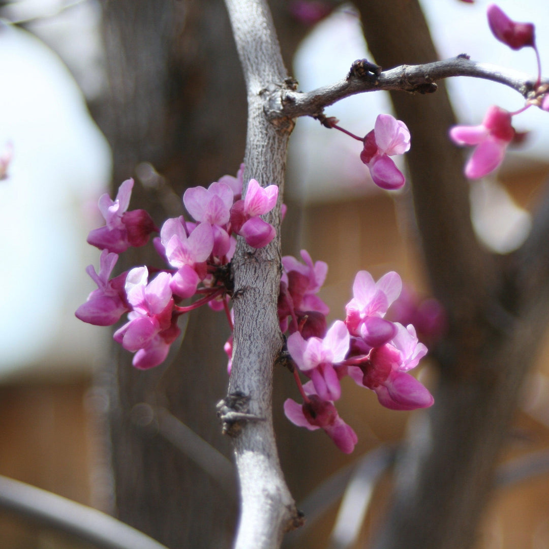 Cercis canadensis 'Pink Heartbreaker' ~ Pink Heartbreaker® Redbud-ServeScape