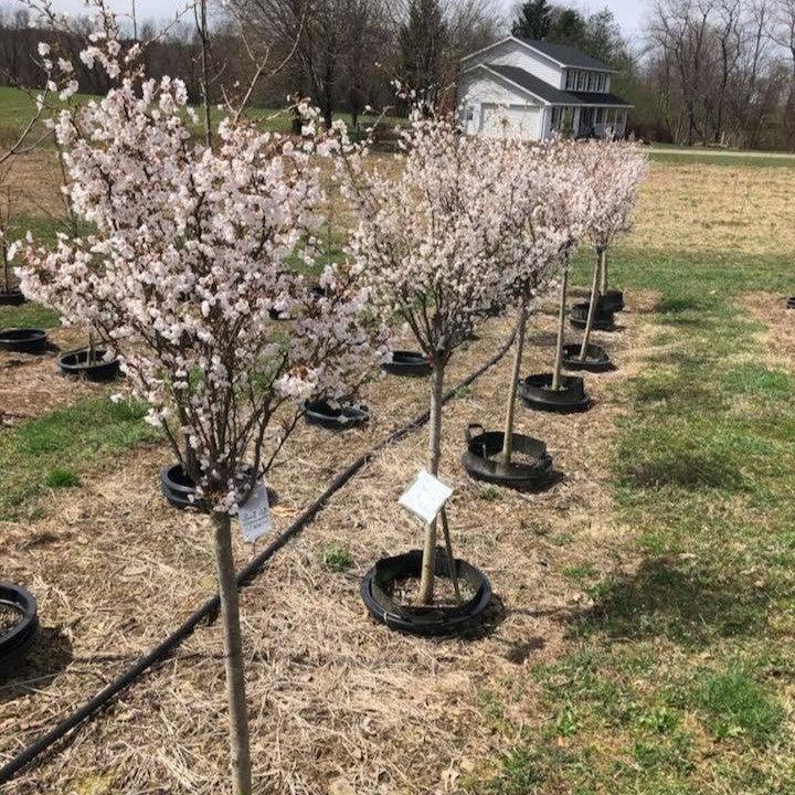 Prunus incisa 'CarltonLT' ~ Little Twist® Flowering Cherry-ServeScape
