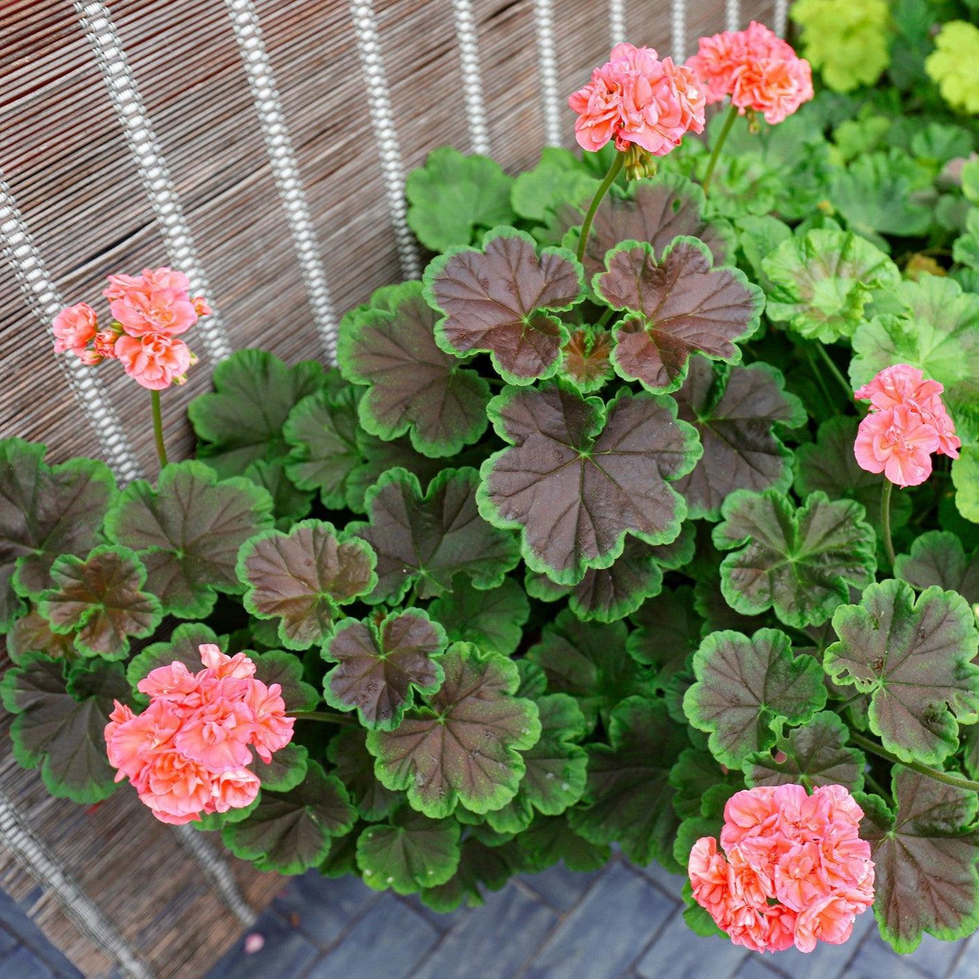 Pelargonium zonal 'Brocade Salmon Night' ~ Brocade Salmon Night Zonal Geranium-ServeScape