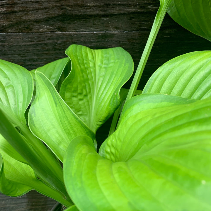 Hosta 'Guacamole' ~ Guacamole Hosta-ServeScape