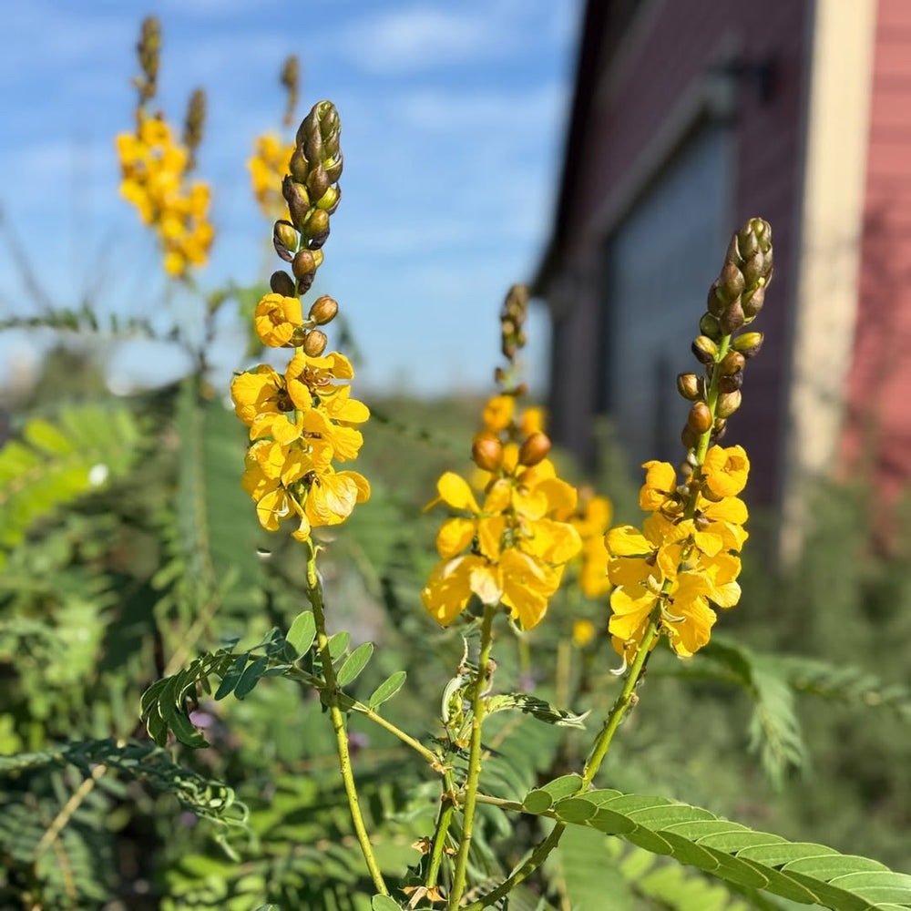 Senna didymobotyra ~ Popcorn Cassia-ServeScape