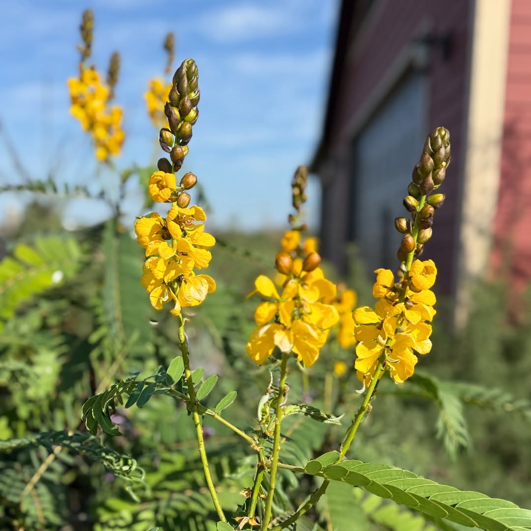 Senna didymobotyra ~ Popcorn Cassia-ServeScape