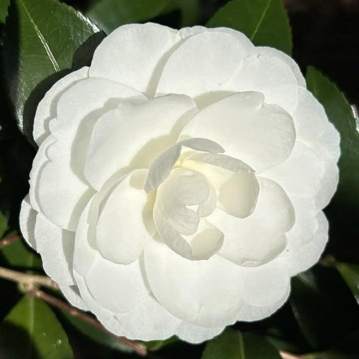 Camellia sasanqua 'Marie Kirk' ~ Autumn Moon Camellia-ServeScape
