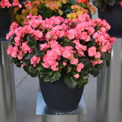 Begonia x hiemalis 'Dragone Evening Glow' ~ Dragone Evening Glow Rieger Begonia-ServeScape
