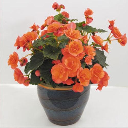 Begonia x hiemalis 'Solenia Salmon Coral' ~ Solenia® Salmon Coral Rieger Begonia-ServeScape