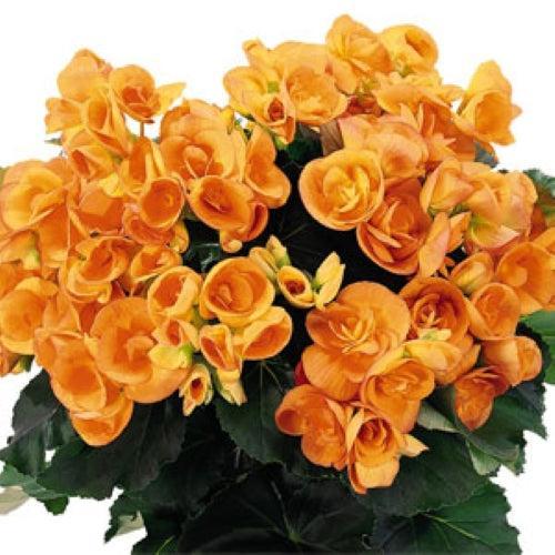 Begonia x hiemalis 'Amstel Dark Britt' ~ Amstel Dark Britt Rieger Begonia-ServeScape